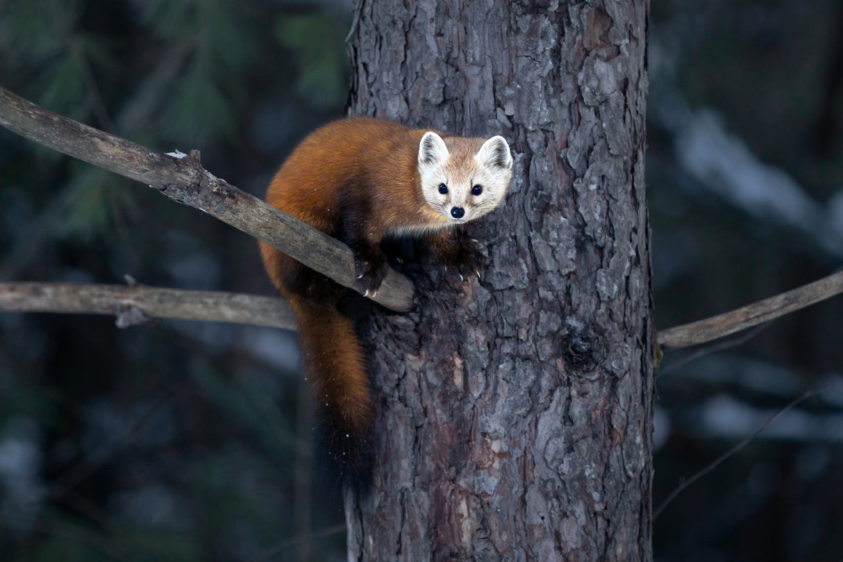 Pine Marten Poster och Canvastavla