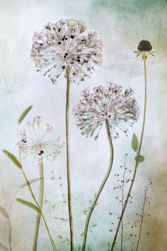 Allium Poster och Canvastavla