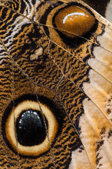 Natural Fabric Poster och Canvastavla