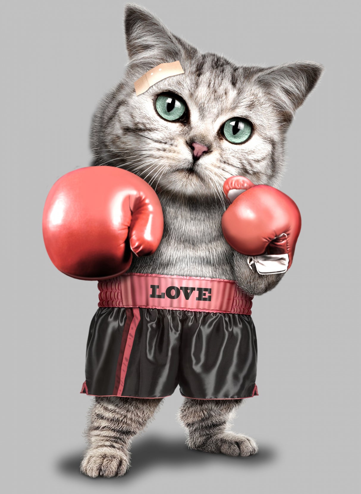 boxing cat Poster och Canvastavla