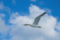 flying seagull Poster och Canvastavla