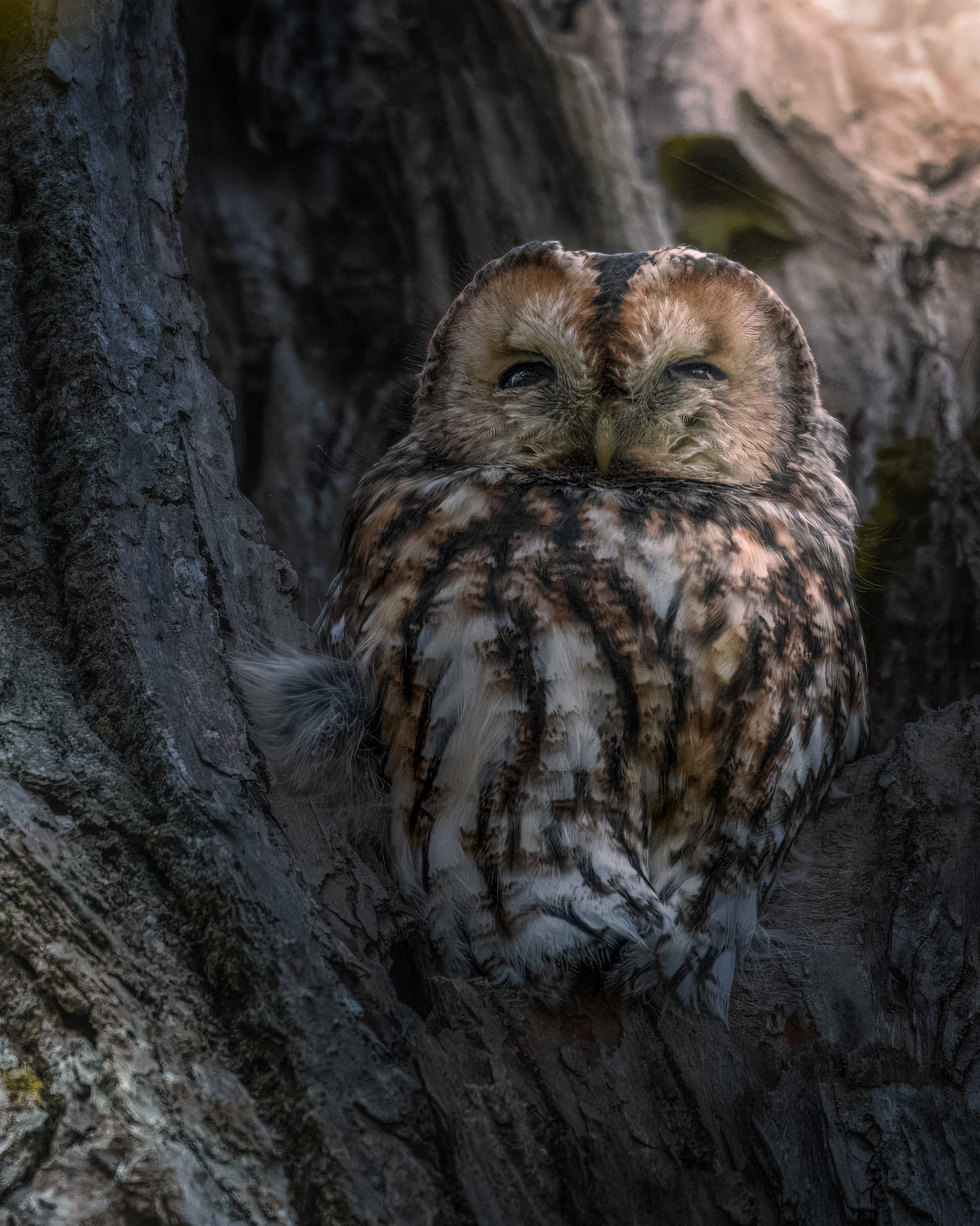 Tawny Owl Poster och Canvastavla