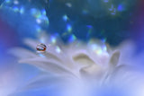 The Song of the Sea... Poster och Canvastavla