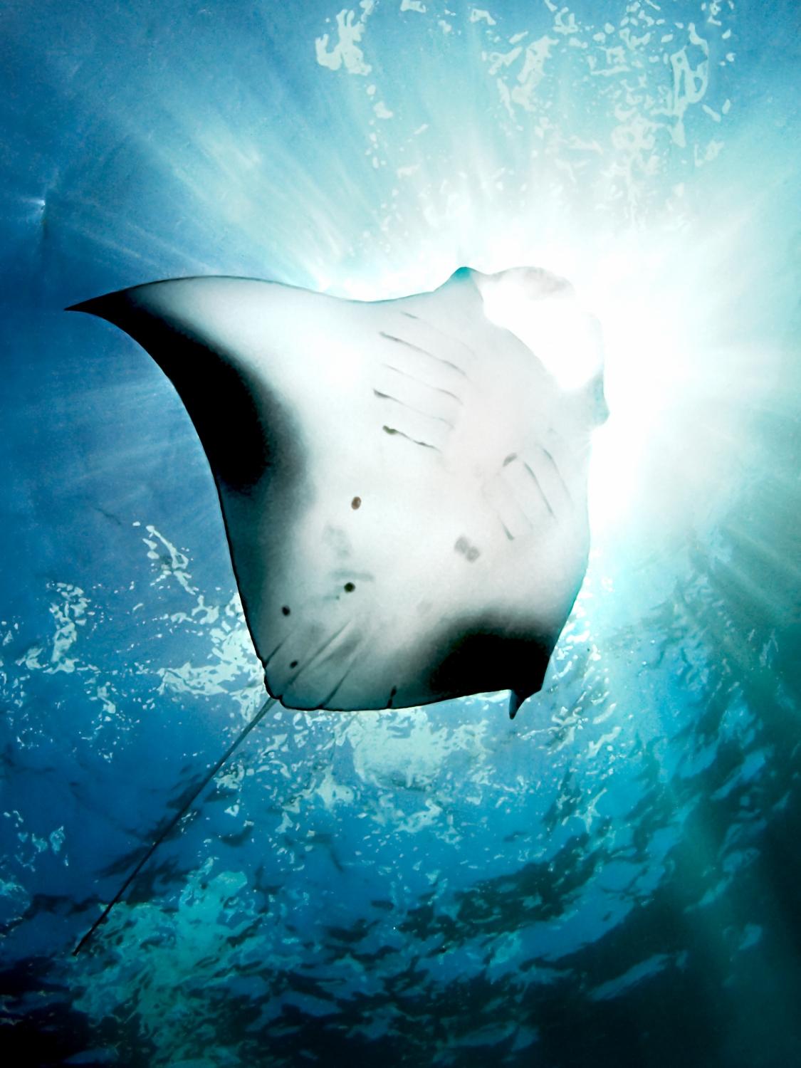 Sun Diver Poster och Canvastavla