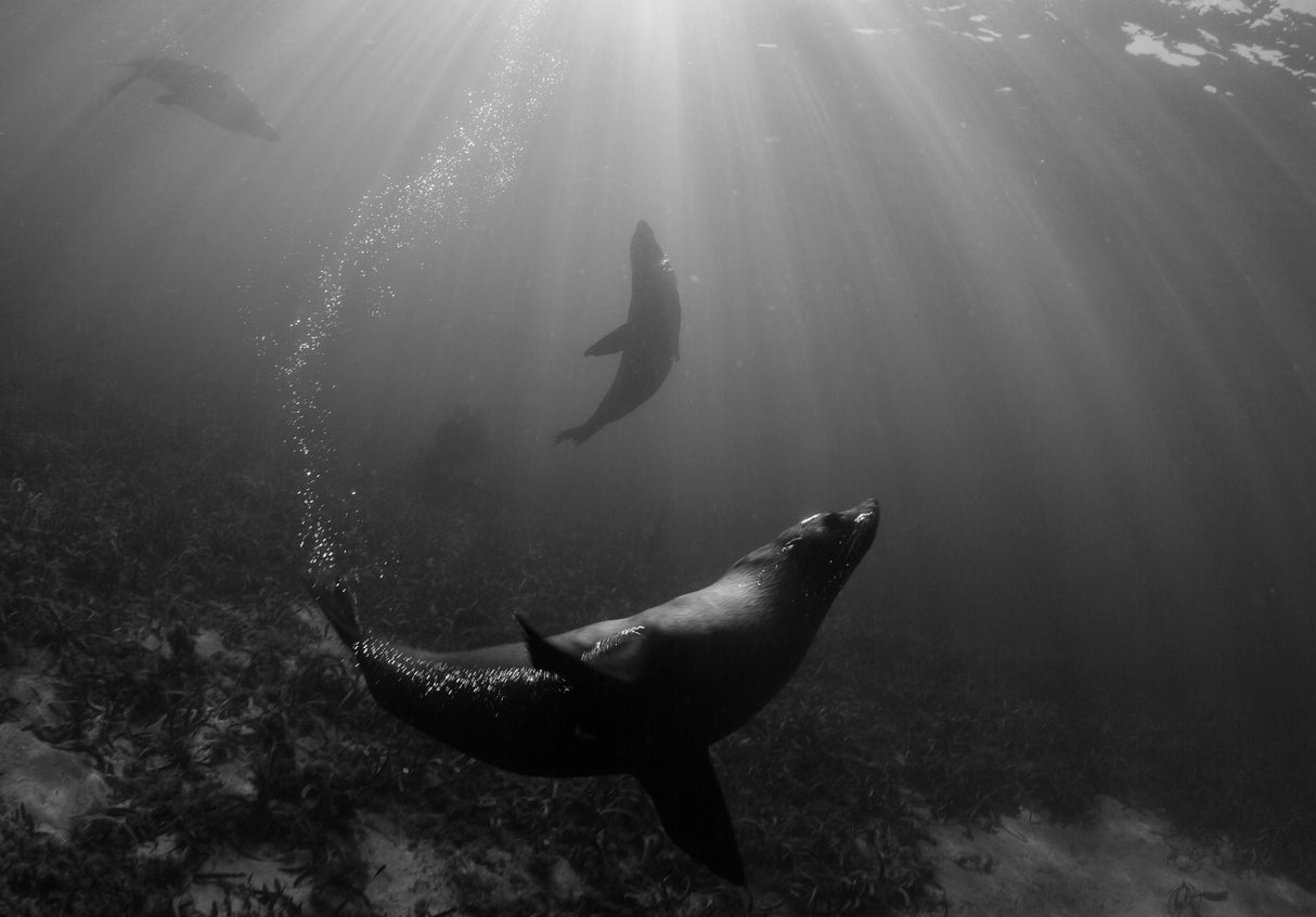 Teardrop of Seals Poster och Canvastavla