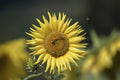 Sunflowers Poster och Canvastavla