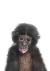 Baby Monkey Poster och Canvastavla