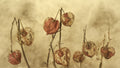 Physalis 2 Poster och Canvastavla