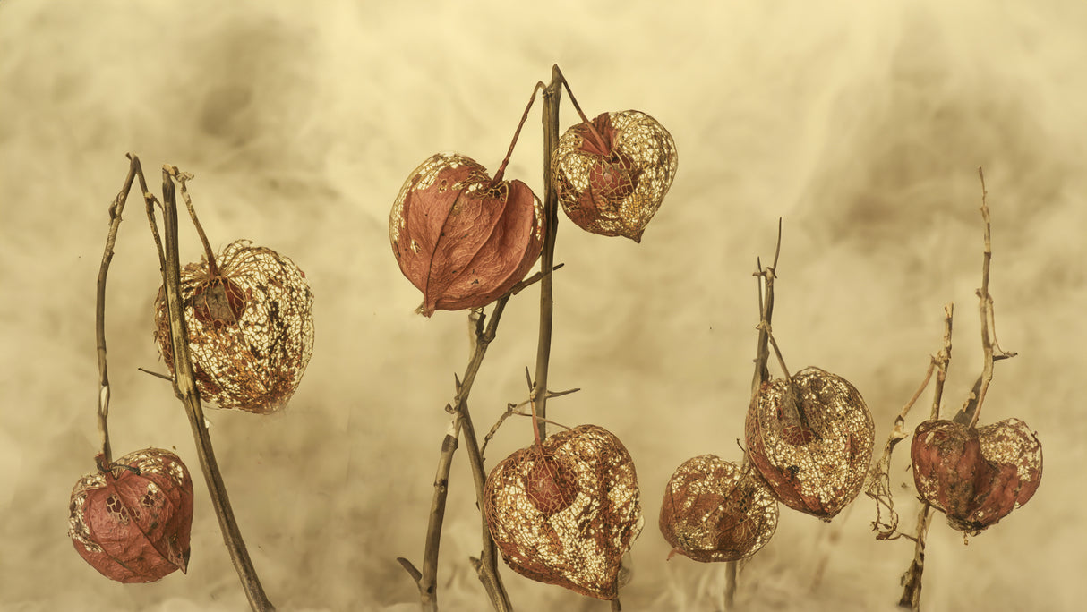 Physalis 2 Poster och Canvastavla