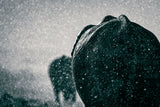 Rainy season Poster och Canvastavla