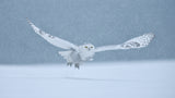 Snowy Owl on a Snowy day Poster och Canvastavla