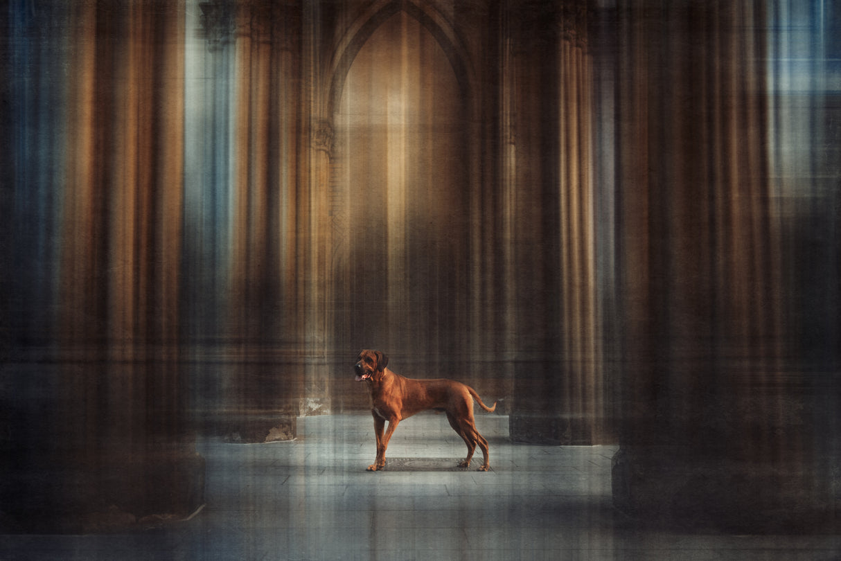 The Lion King Poster och Canvastavla