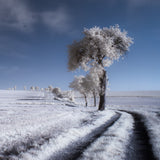 winter in summer Poster och Canvastavla