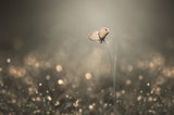 Dream Light Poster och Canvastavla