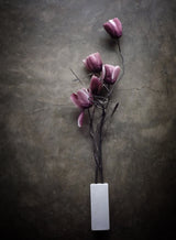 The Purple Tulip Poster och Canvastavla