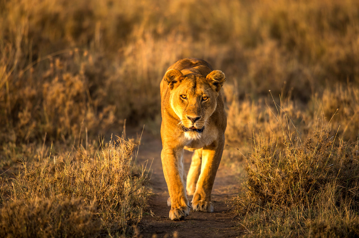 A Lion in the morning glow Poster och Canvastavla