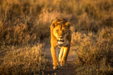 A Lion in the morning glow Poster och Canvastavla