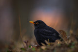 Blackbird Poster och Canvastavla