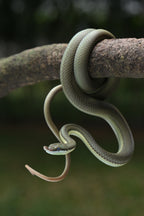 green snake Poster och Canvastavla