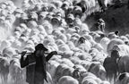 shepherd Poster och Canvastavla