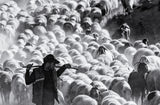 shepherd Poster och Canvastavla