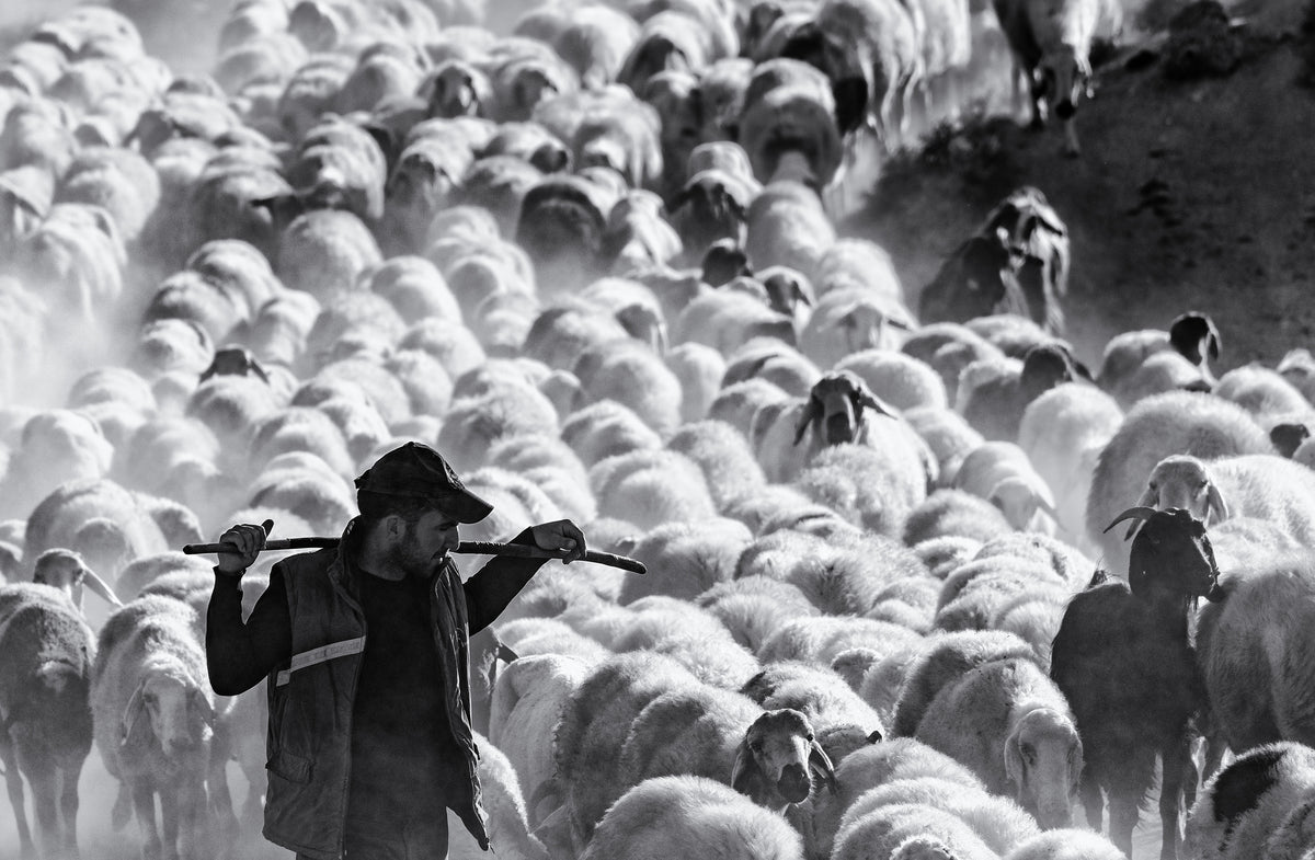 shepherd Poster och Canvastavla