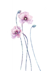 Pastel poppy flower Poster och Canvastavla