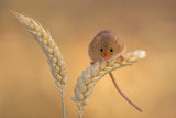 Harvest mice Poster och Canvastavla