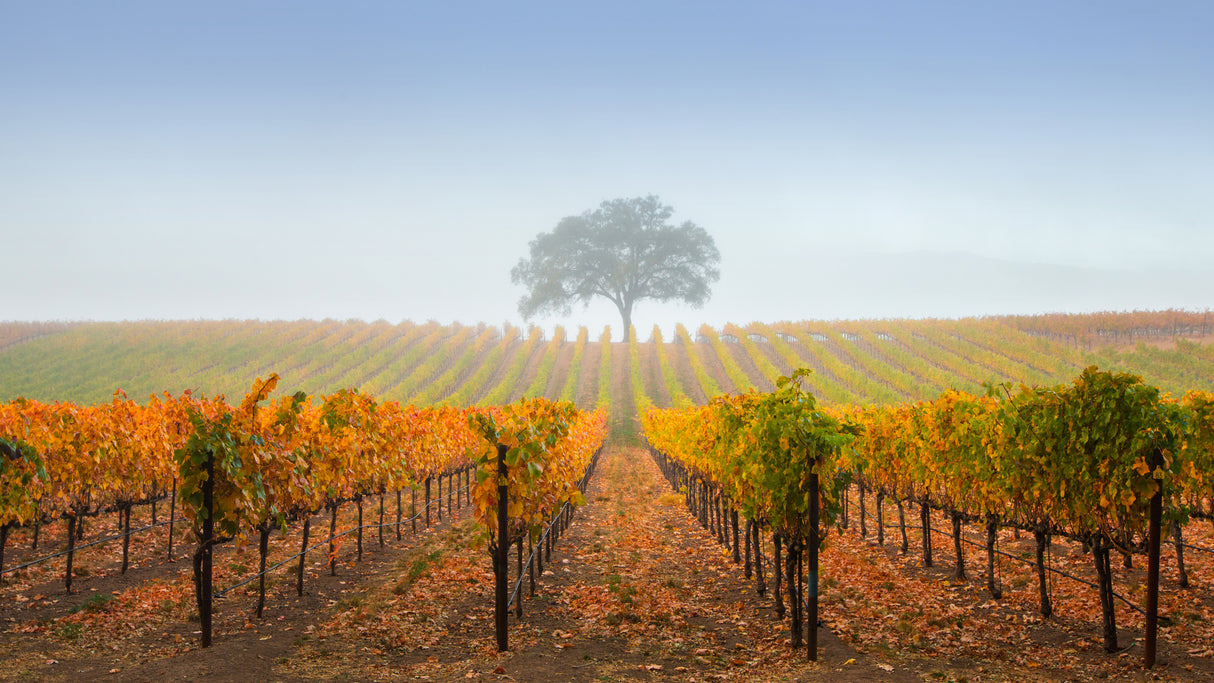 A tree in a vineyard Poster och Canvastavla