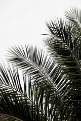 Palm Leaves 3 Poster och Canvastavla