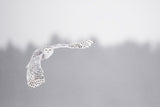 Flying in the frozen sky Poster och Canvastavla