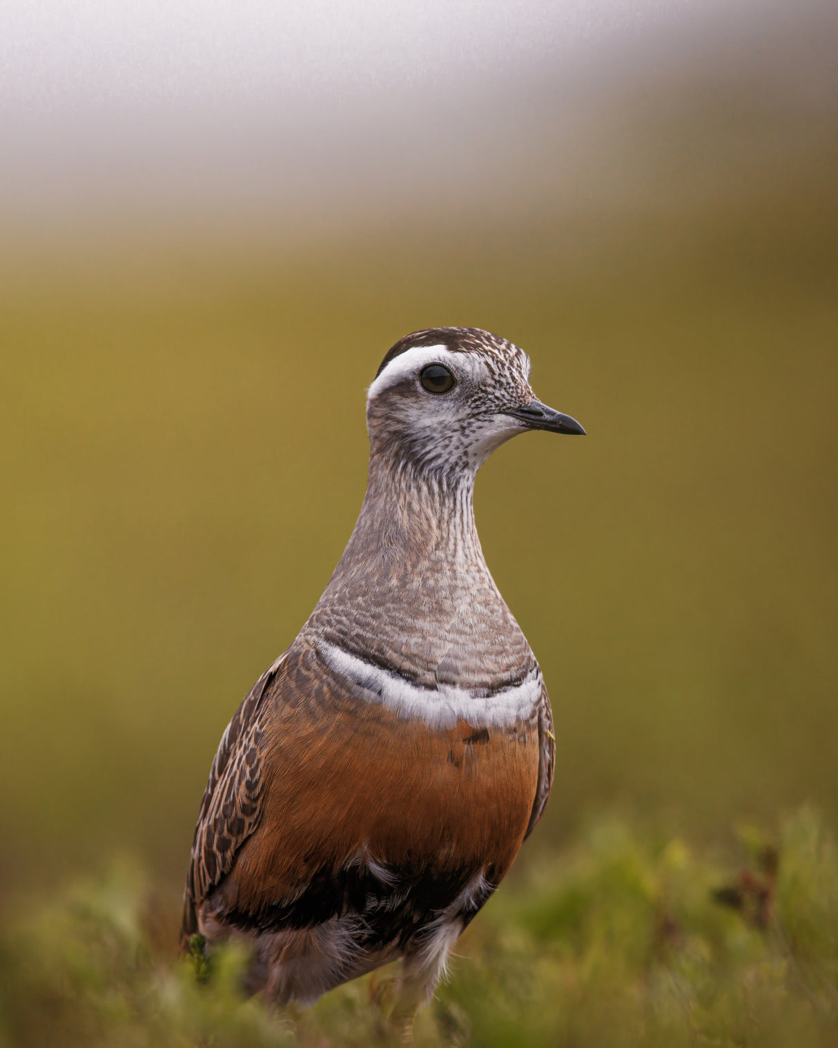 A curious dotterel Poster och Canvastavla