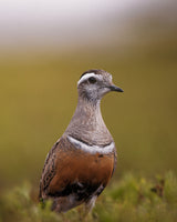 A curious dotterel Poster och Canvastavla