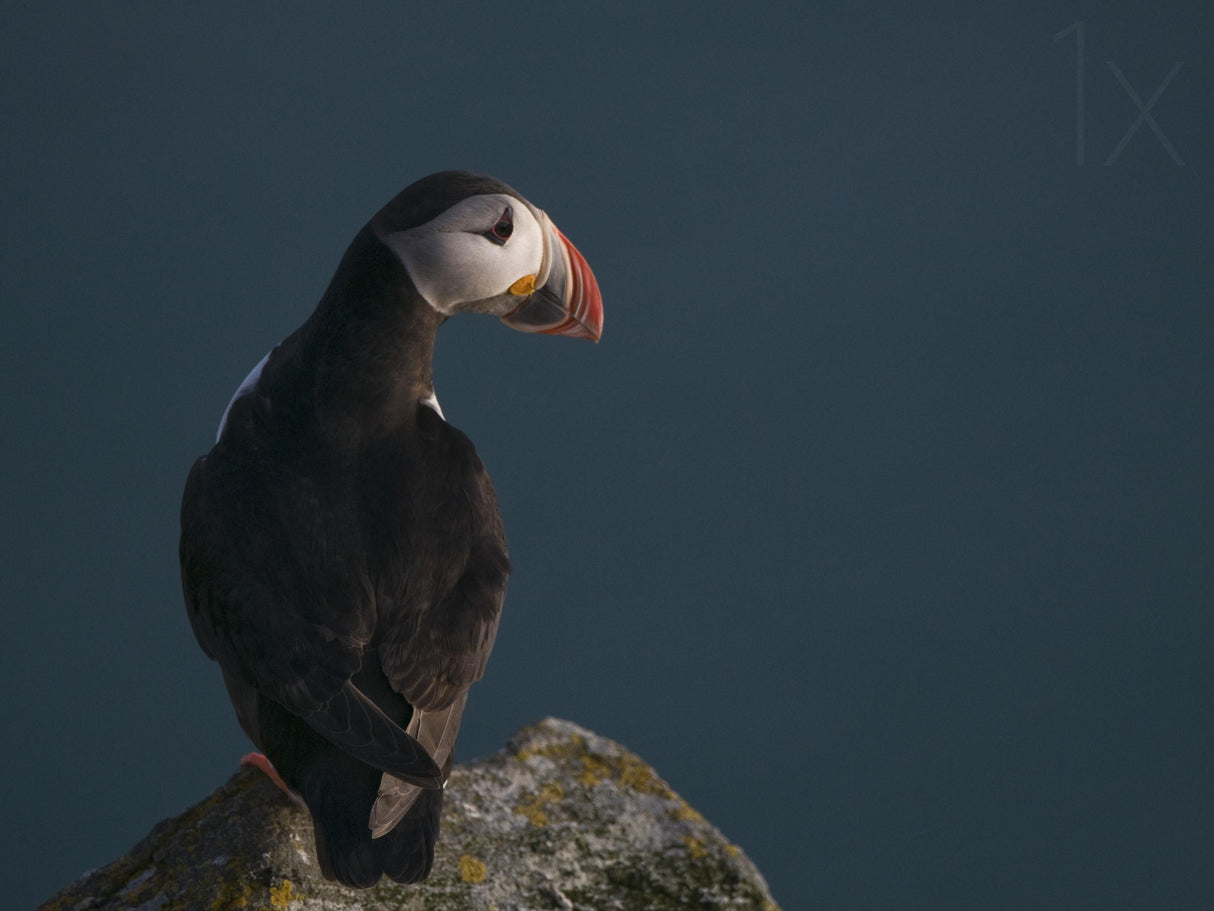 Puffin on the lookout Poster och Canvastavla