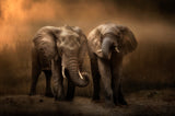 Elephants dust bath... Poster och Canvastavla