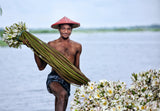 Waterlily man Poster och Canvastavla