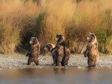 bear cubs Poster och Canvastavla