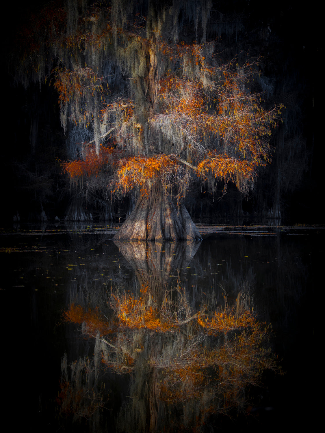 Cypress Reflection Poster och Canvastavla