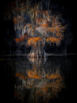 Cypress Reflection Poster och Canvastavla