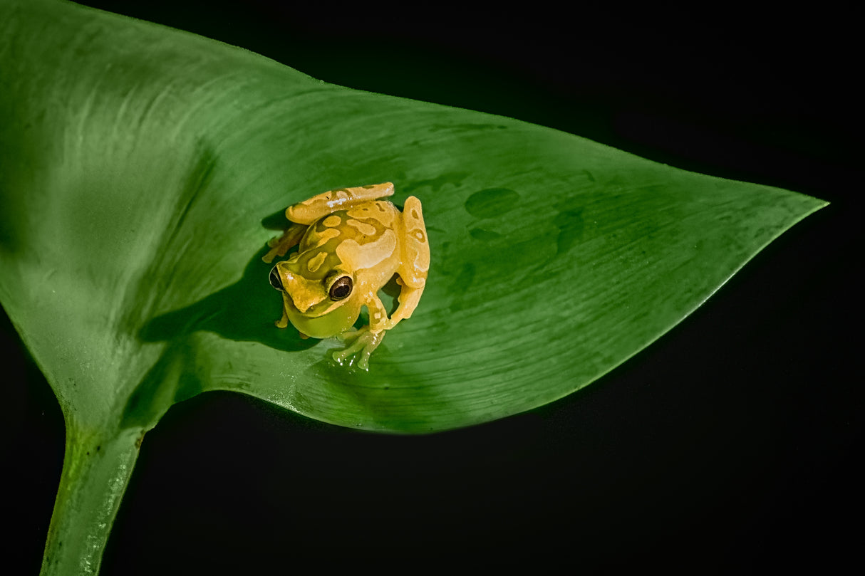 Yellow Tree Frog Poster och Canvastavla