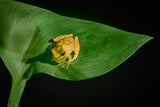 Yellow Tree Frog Poster och Canvastavla