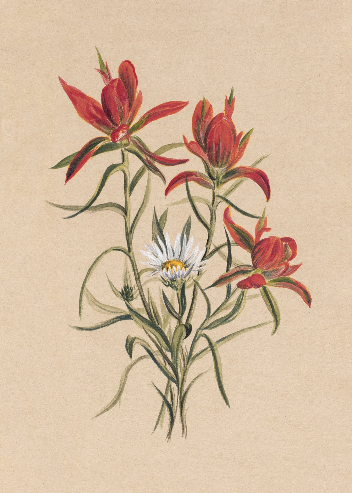 Indian Paintbrush (1883) Poster och Canvastavla