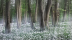 Wild garlic forest Poster och Canvastavla