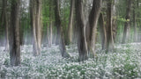 Wild garlic forest Poster och Canvastavla