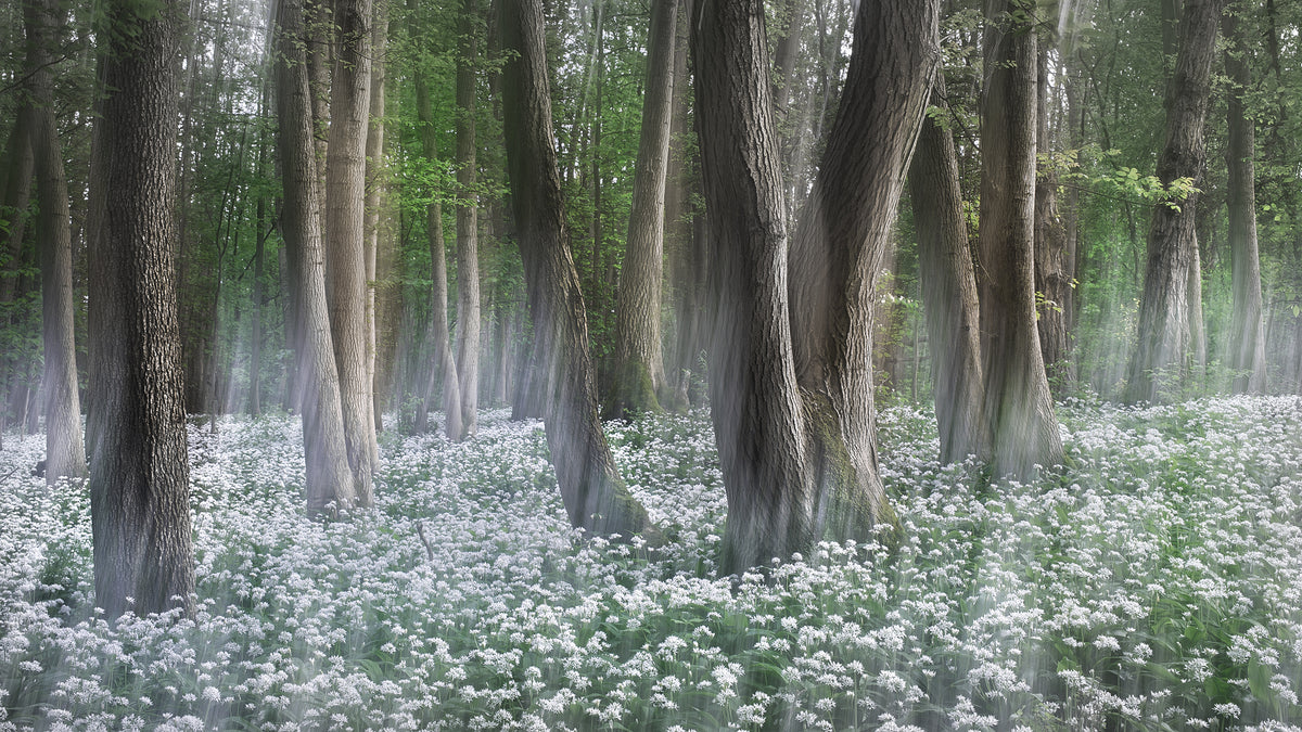 Wild garlic forest Poster och Canvastavla