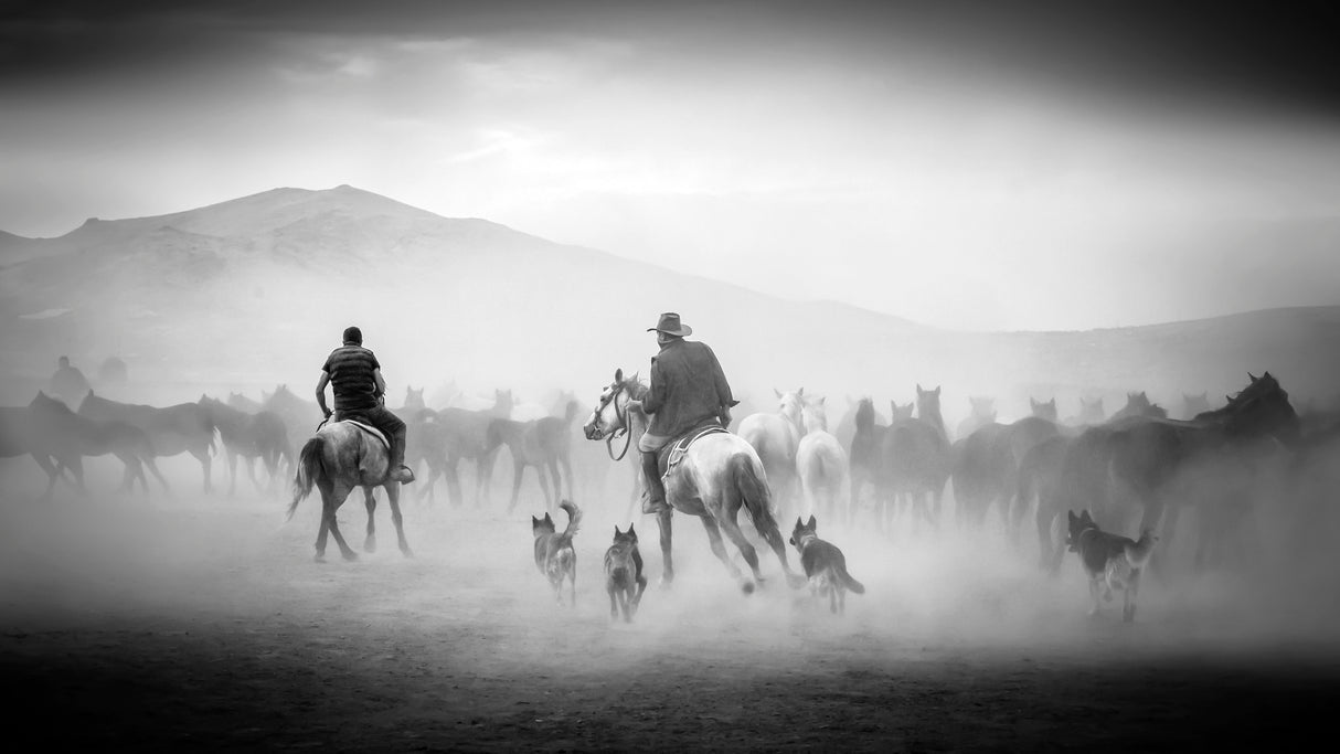 Cowboys Poster och Canvastavla