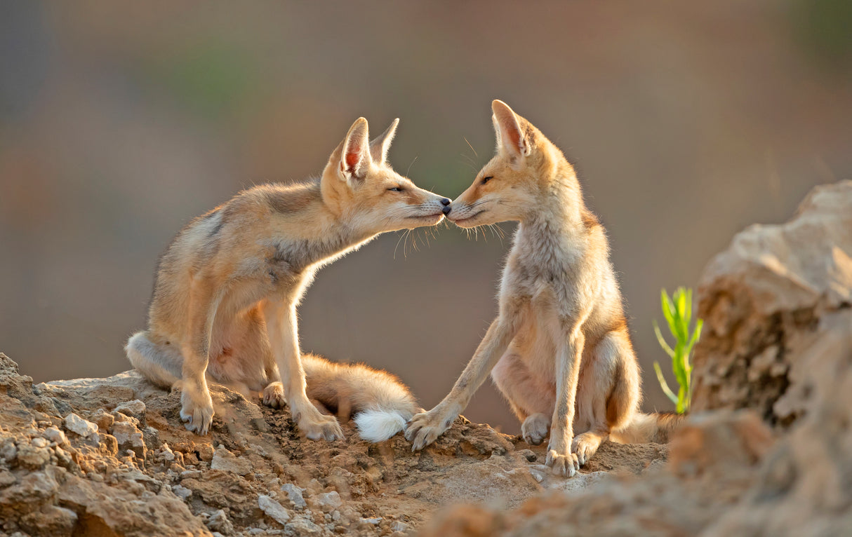 Foxes , Kiss Poster och Canvastavla