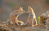 Foxes , Kiss Poster och Canvastavla