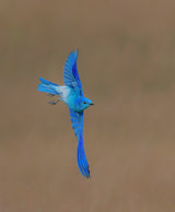 Mountain Bluebird Poster och Canvastavla