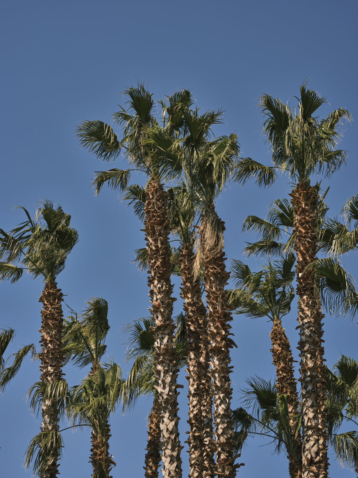 palm trees Poster och Canvastavla